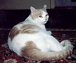 Gabule