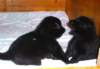 Photo Number 4