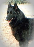 Informationen �ber Alice