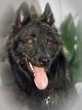 Informationen �ber Cifra