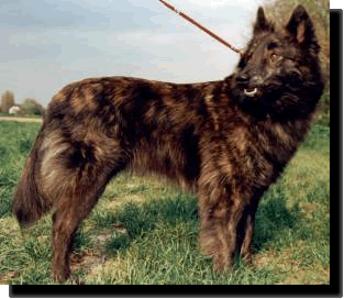 Hollndischer Schferhund