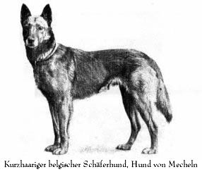 Kurzhaariger belgischer Sch�ferhund