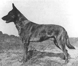 Holl�ndischer Sch�ferhund