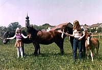 Pferde