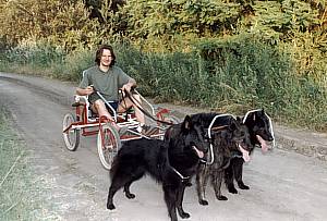 Hundewagen