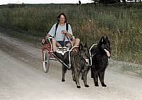 Hundewagen