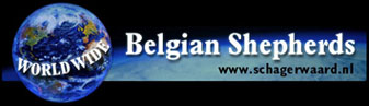 Belgian Shepherds